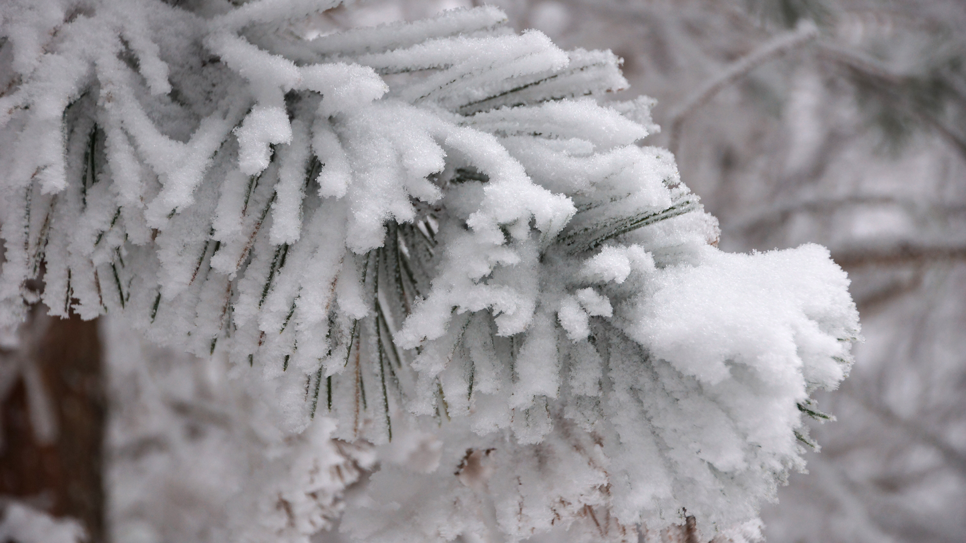 Fotostrecke Winter Abbildung 21: Die Wälder träumen schnee-umschmiegt