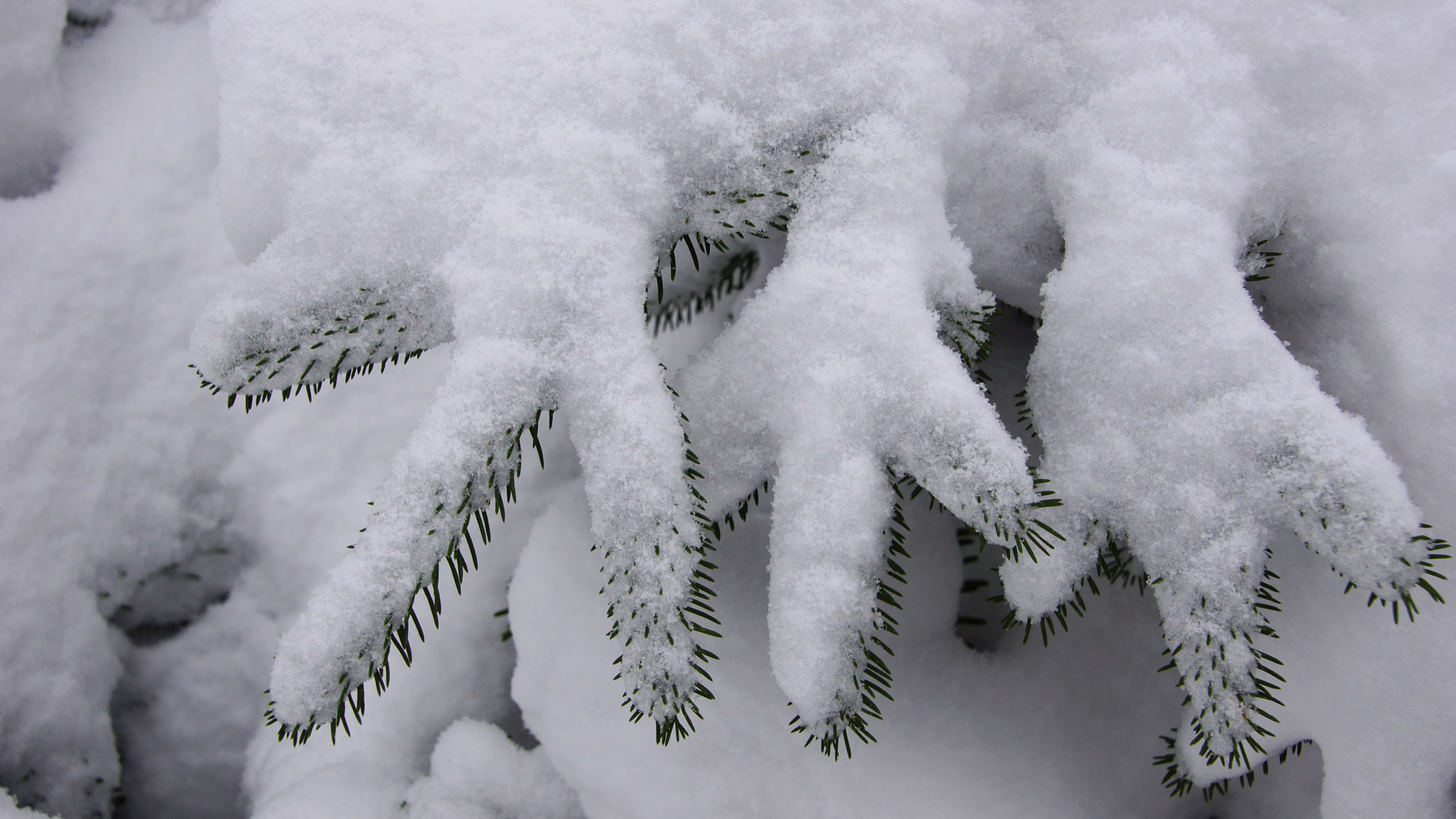 Fotostrecke Winter Abbildung 26: Frisch gefallener Schnee auf Fichtenzweigen