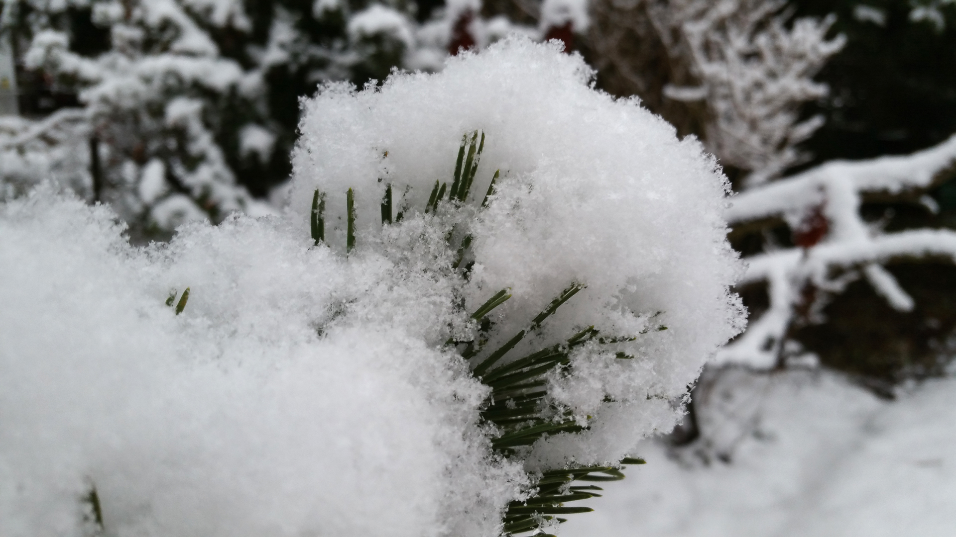 Fotostrecke Winter Abbildung 27: So richtig flauschiger Schnee