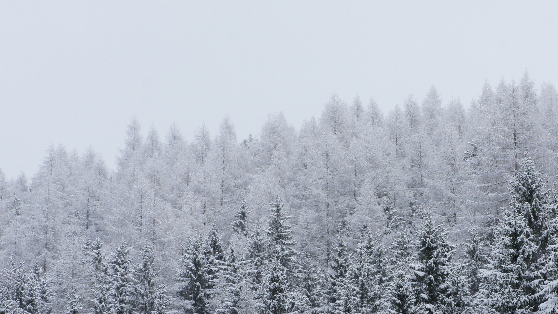 Fotostrecke Winter Abbildung 29: Winterwald im Nationalpark Kalkalpen