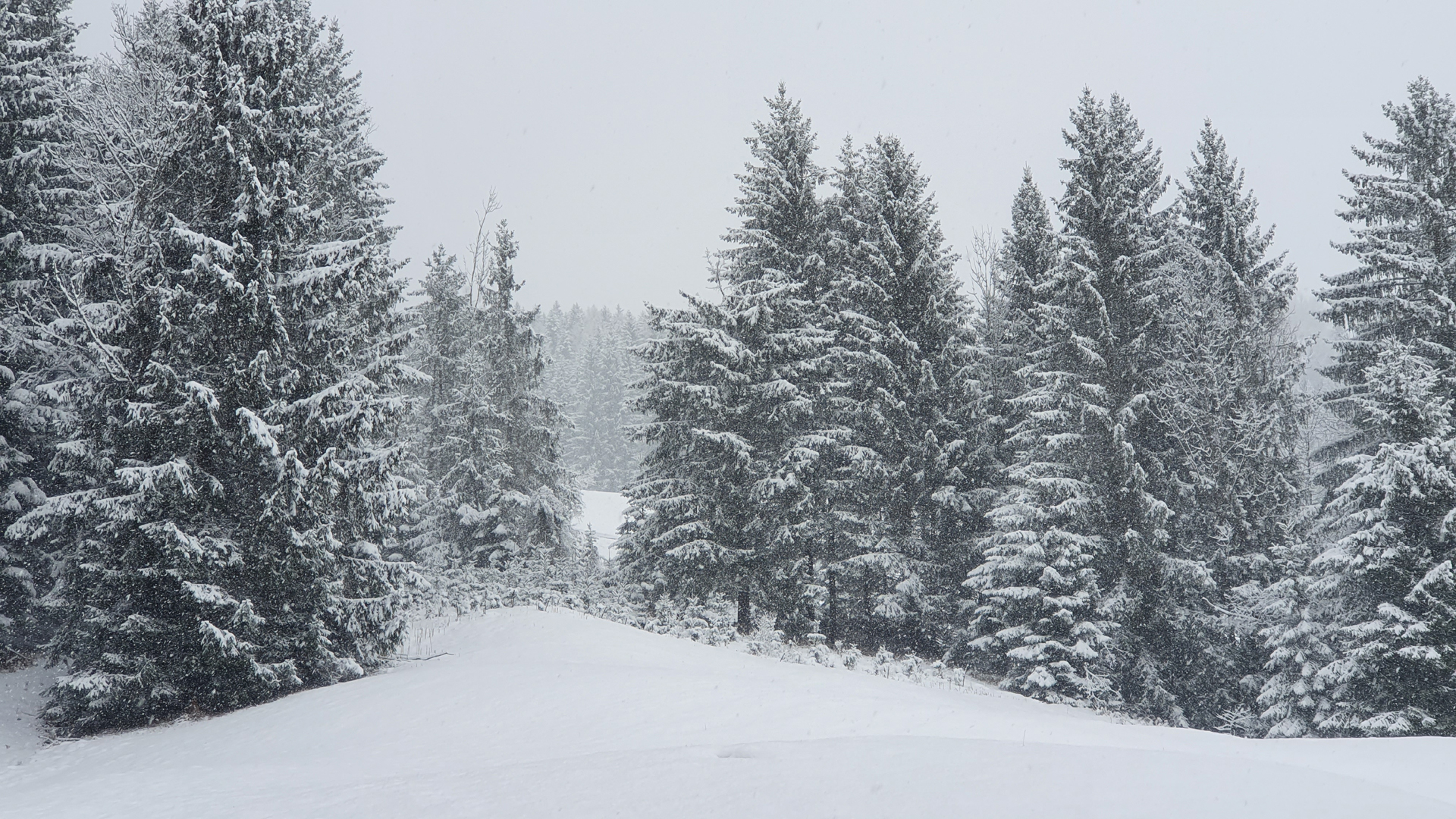 Fotostrecke Winter Abbildung 33: Winterwald