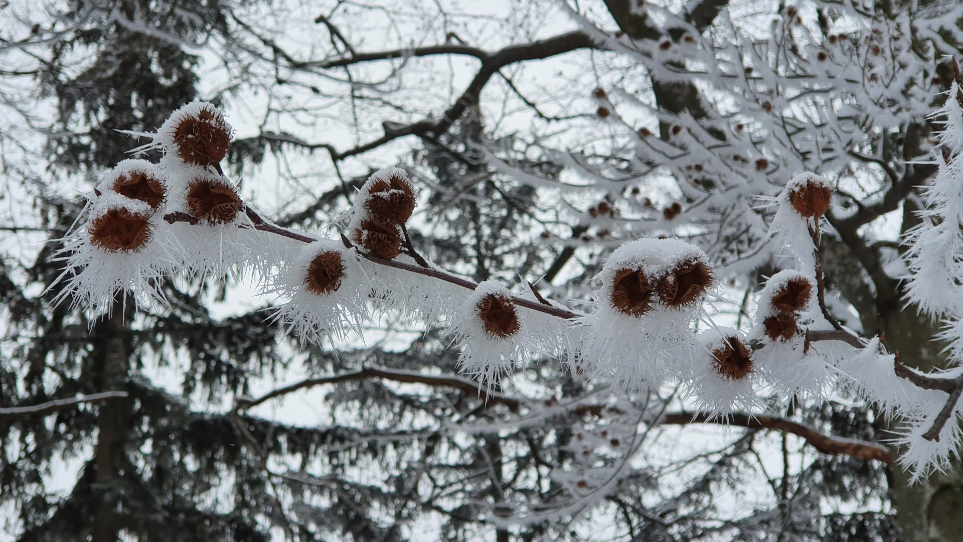 Fotostrecke Winter Abbildung 35: Bucheckernhülsen mit Raureif
