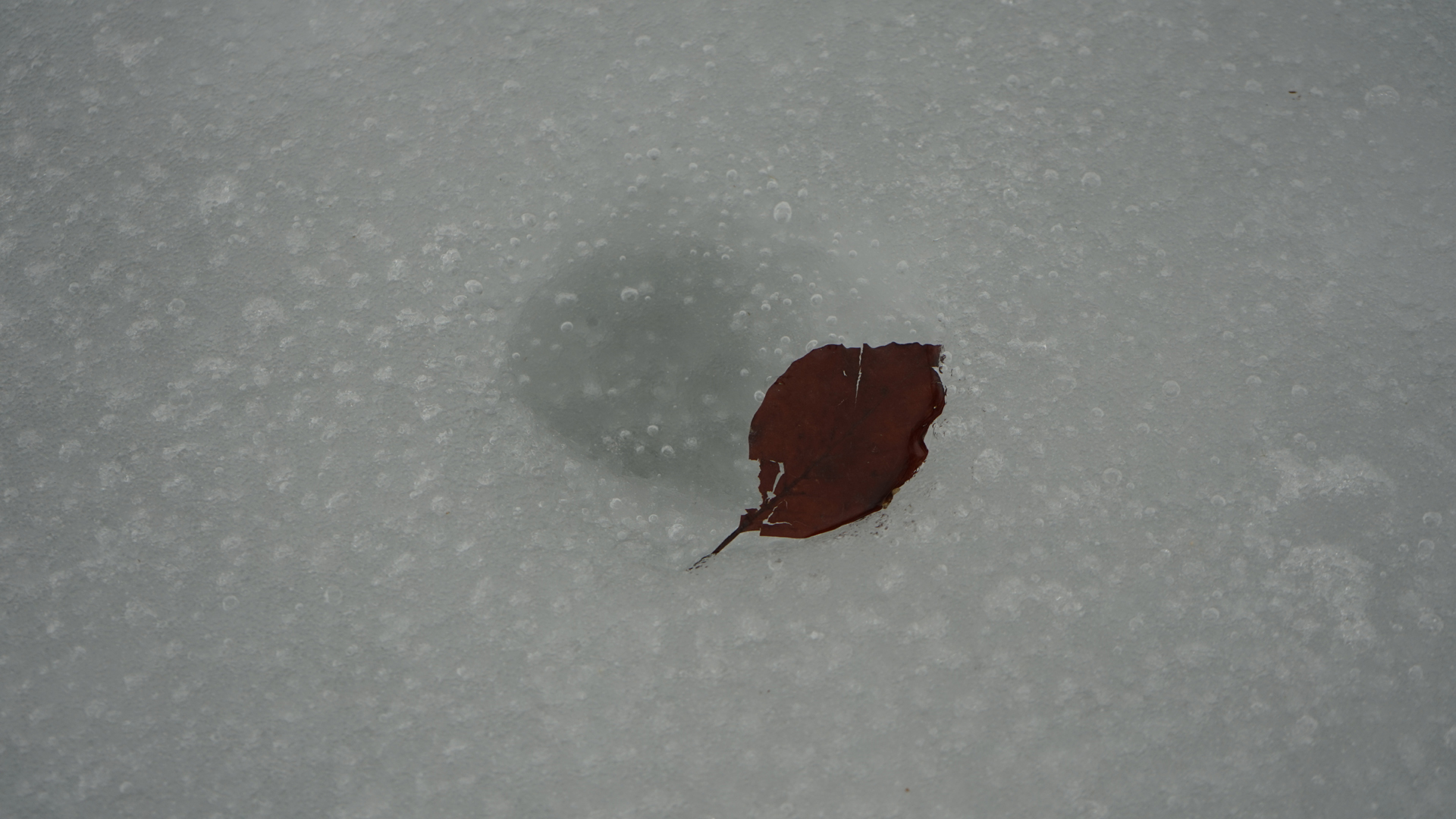 Fotostrecke Winter Abbildung 38: Blatt im Eis