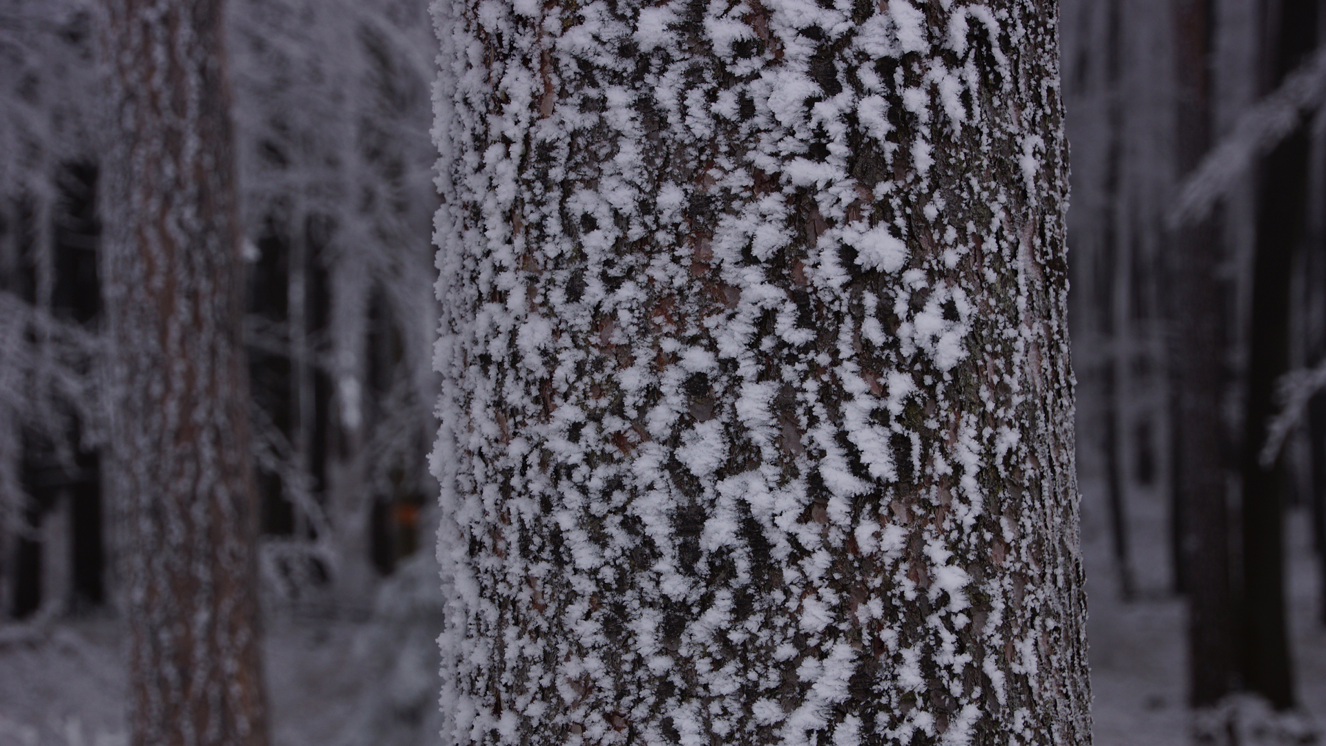 Fotostrecke Winter Abbildung 43: Winterwald