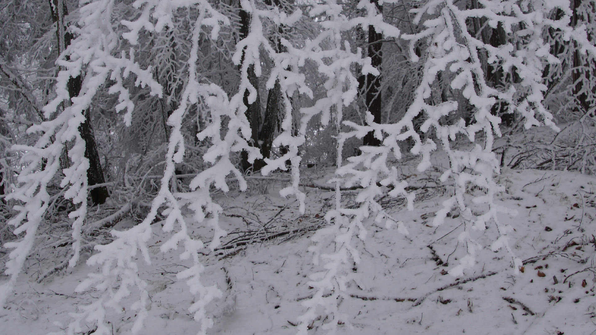 Fotostrecke Winter Abbildung 44: Nach dem Schneesturm