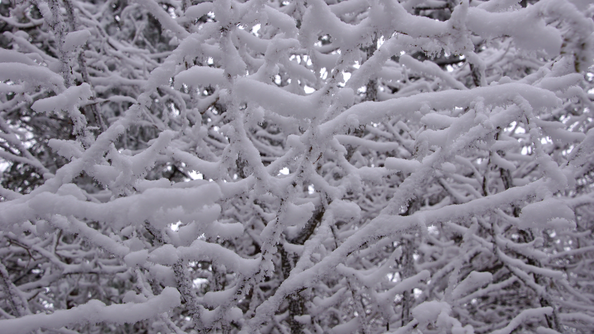 Fotostrecke Winter Abbildung 45: Winterliches Dickicht