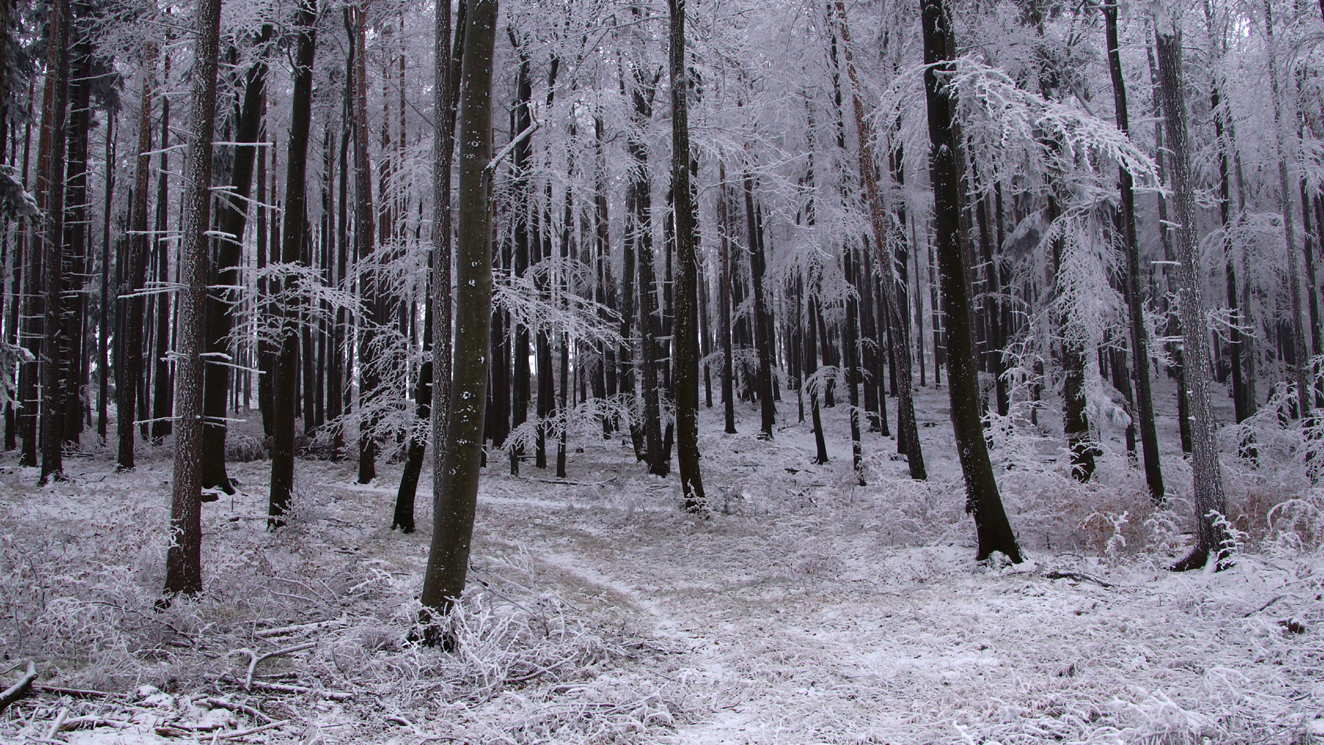 Fotostrecke Winter Abbildung 48: Raureif im Wald