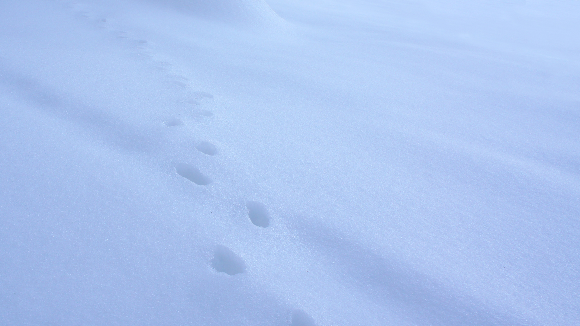 Fotostrecke Winter Abbildung 75: Spuren im Schnee
