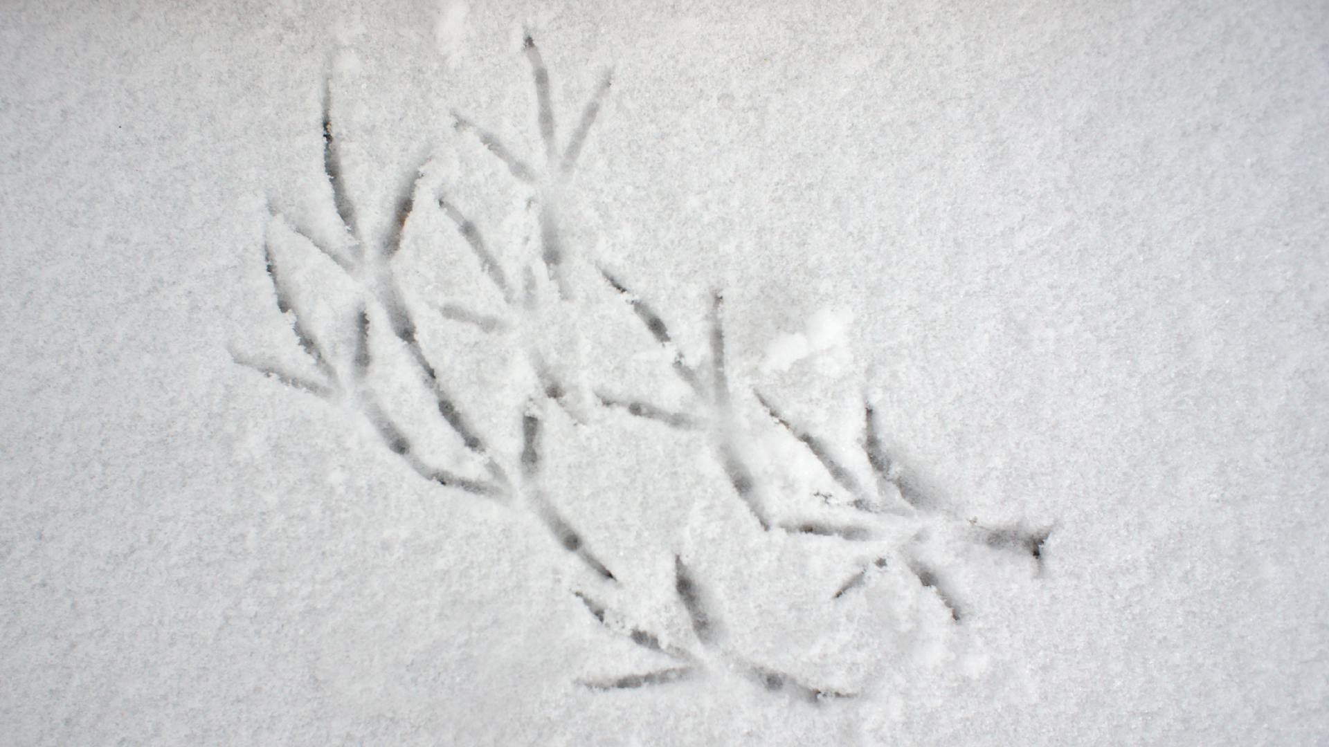 Fotostrecke Winter Abbildung 85: Vogelspuren im Schnee