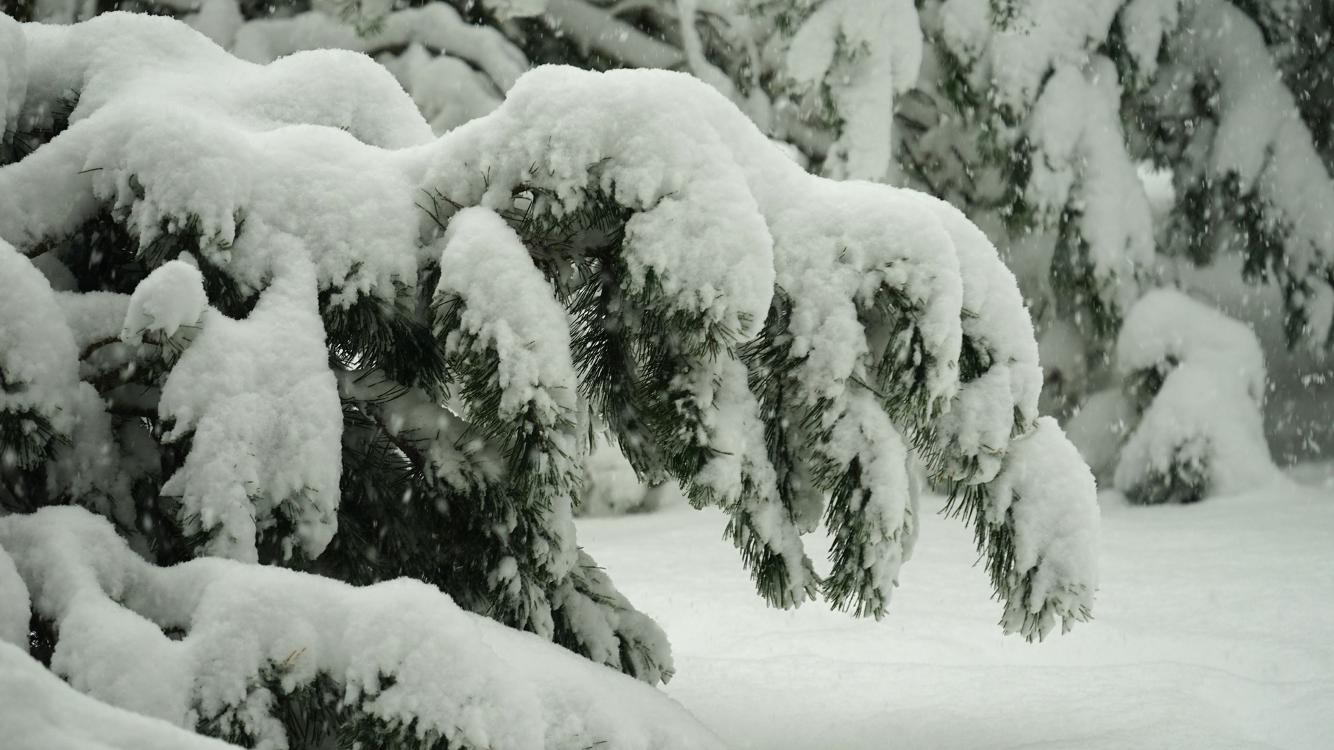 Fotostrecke Winter Abbildung 91: Starker Schneefall