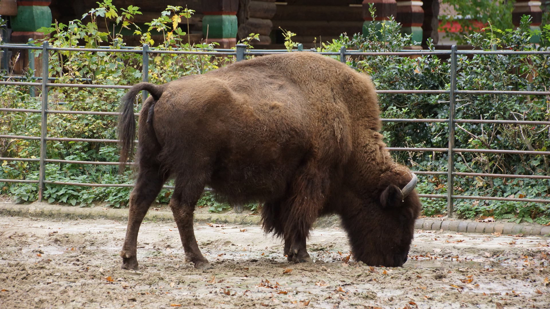 Fotostrecke Zoo Berlin: Bison