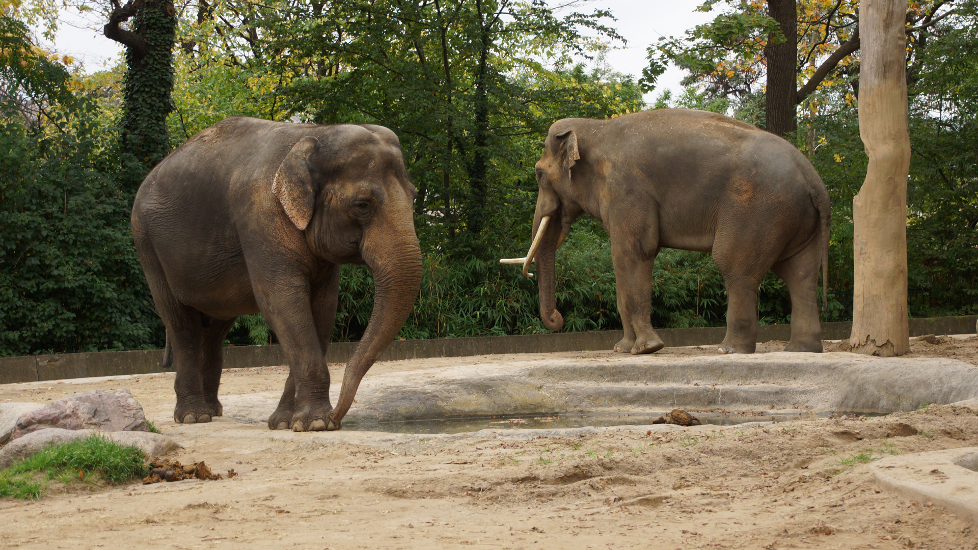 Fotostrecke Zoo Berlin: Elefanten