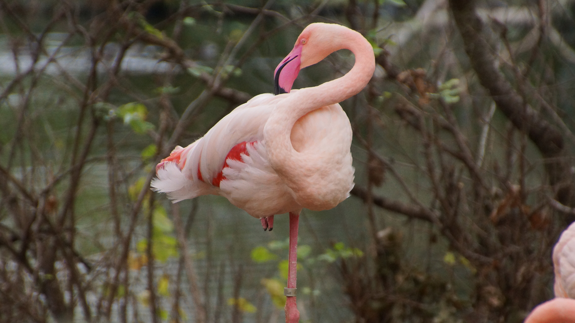 Fotostrecke Zoo Berlin: Flamingo
