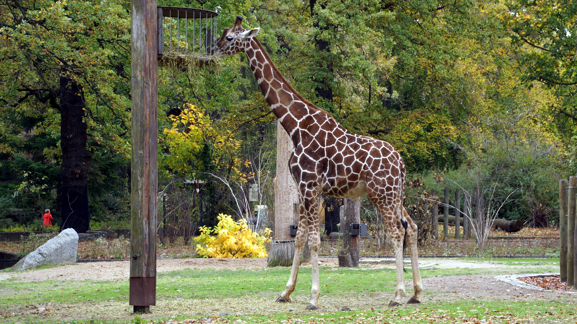 Fotostrecke Zoo Berlin: Giraffe