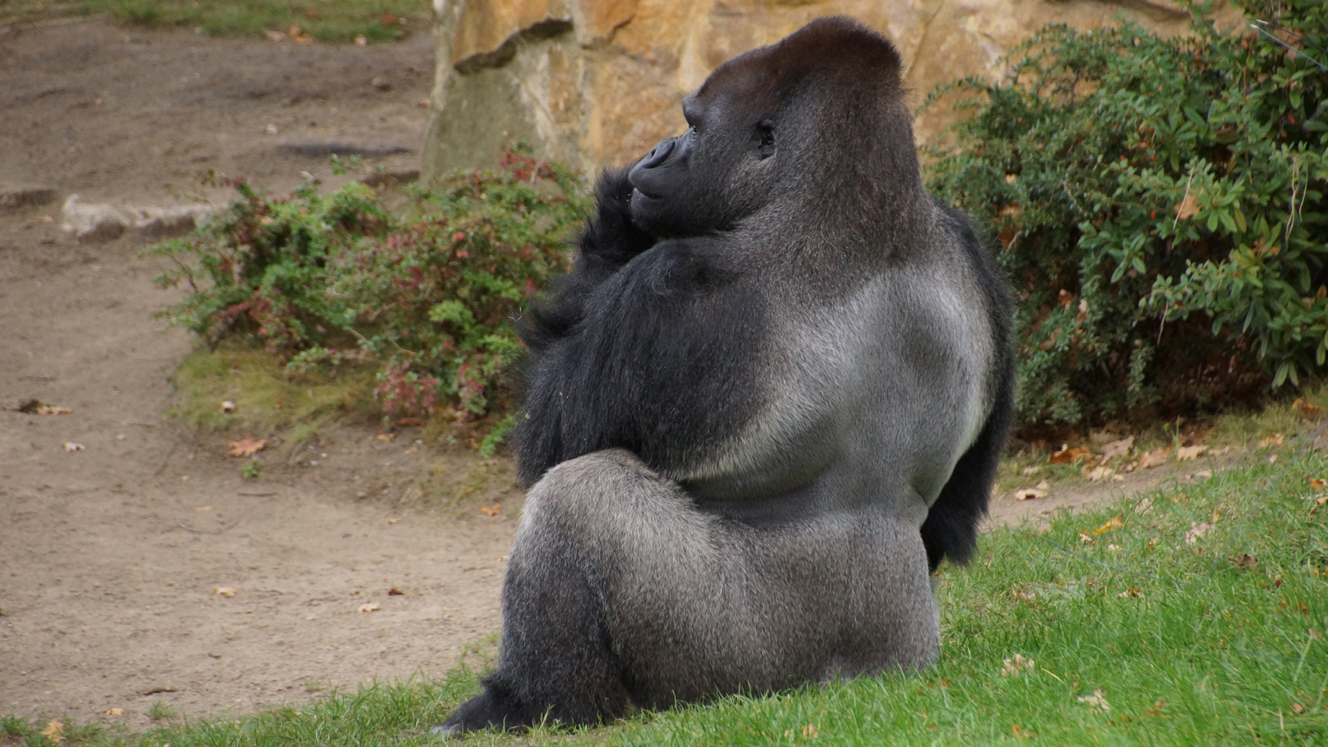Fotostrecke Zoo Berlin: Gorilla Silberrücken