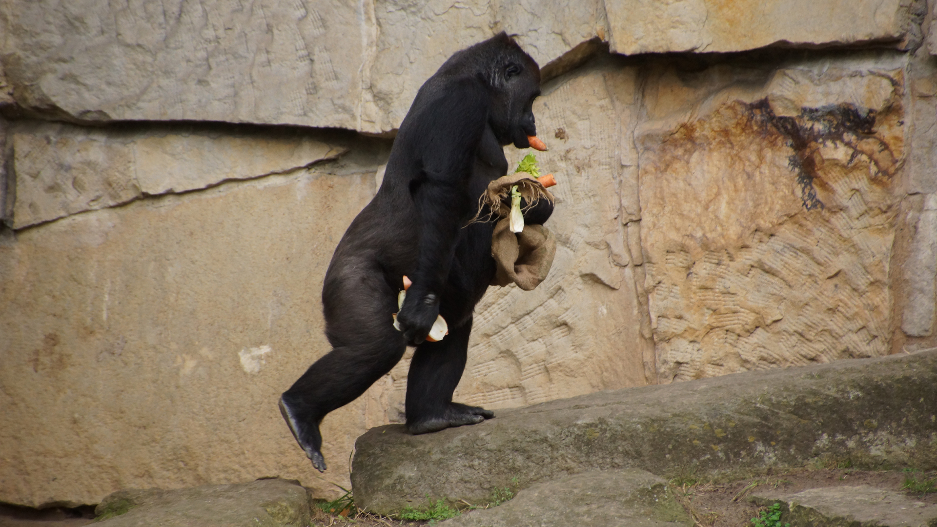 Fotostrecke Zoo Berlin: Gorilla