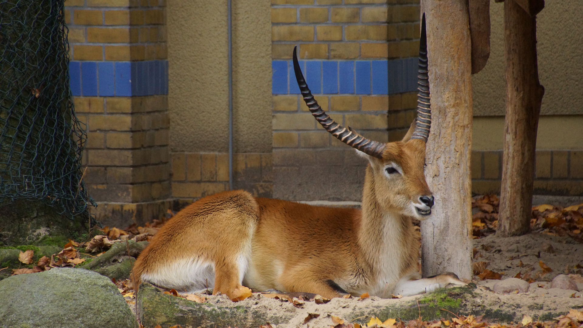 Fotostrecke Zoo Berlin: Litschi-Wasserbock vor dem Antilopenhaus