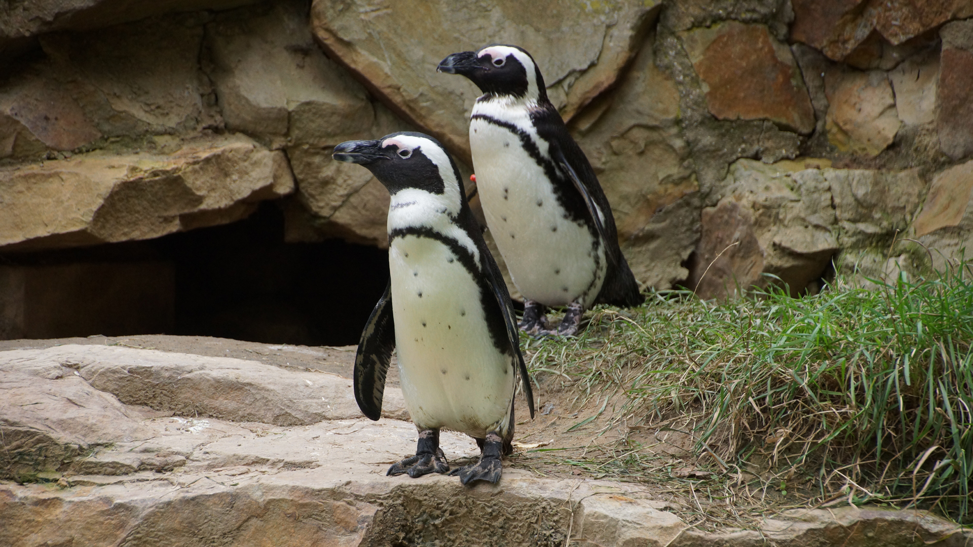 Fotostrecke Zoo Berlin: Pinguine