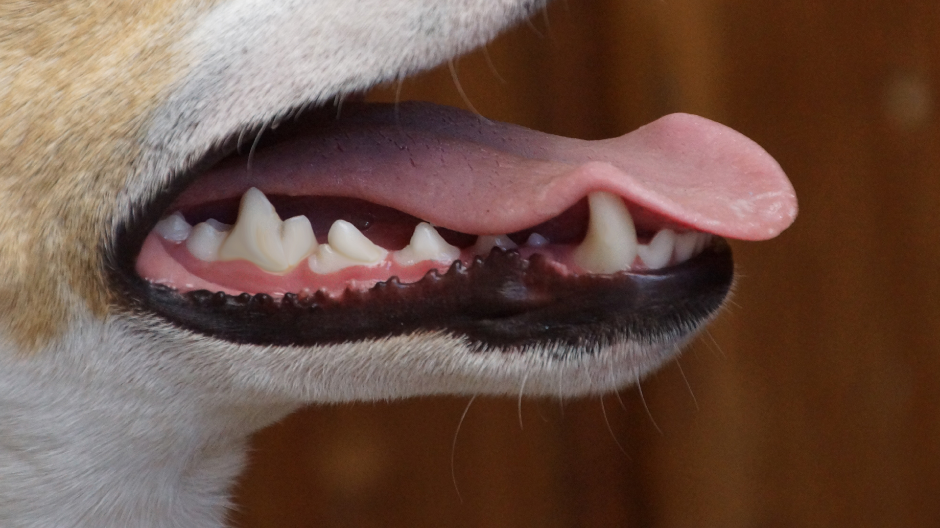 Zähne Hunde 1