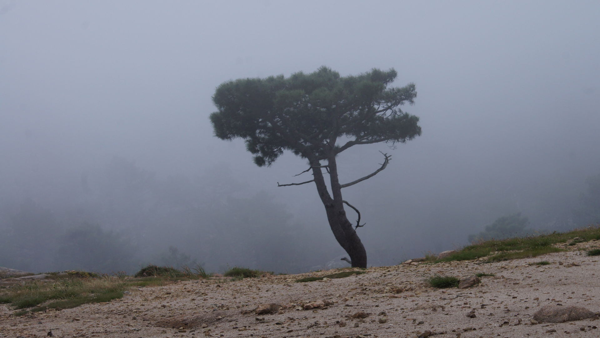 Andreas Hollinek: Baum und Nebel