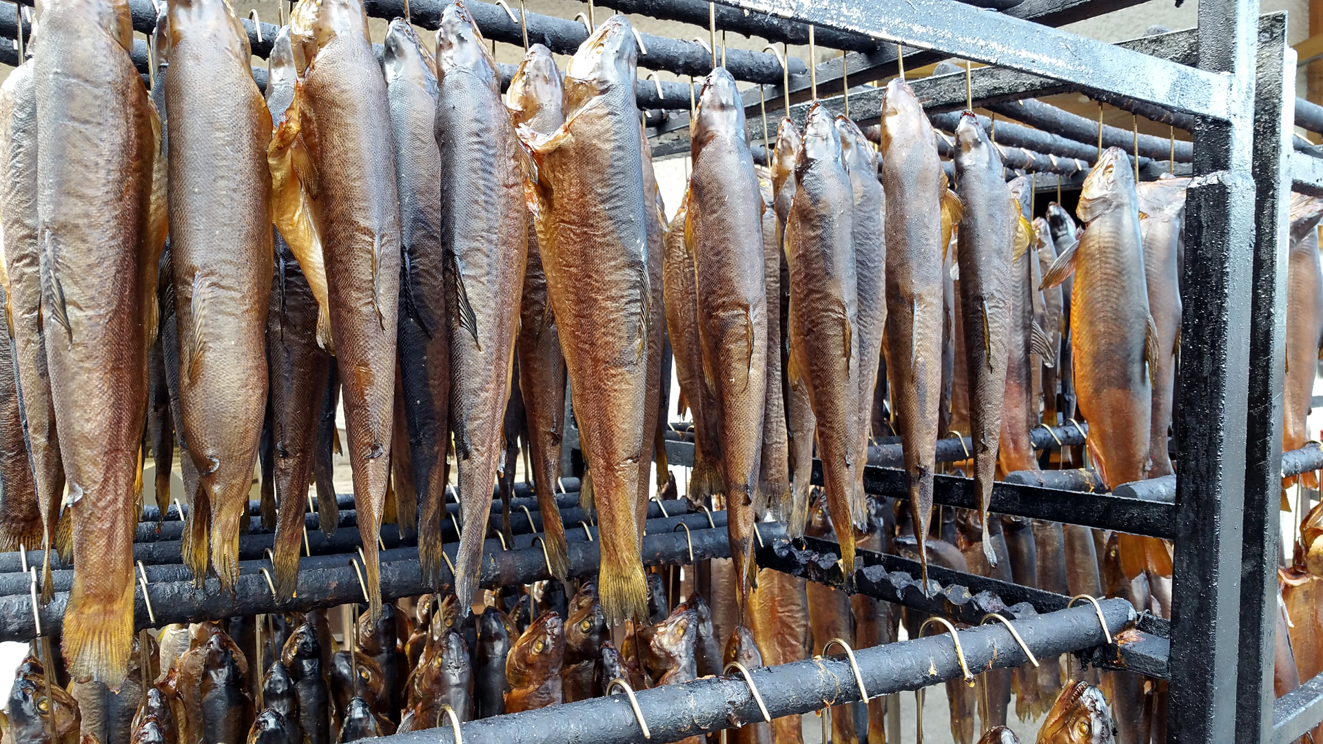 Bauernherbst SalzburgerLand Fischerfest Fuschlsee