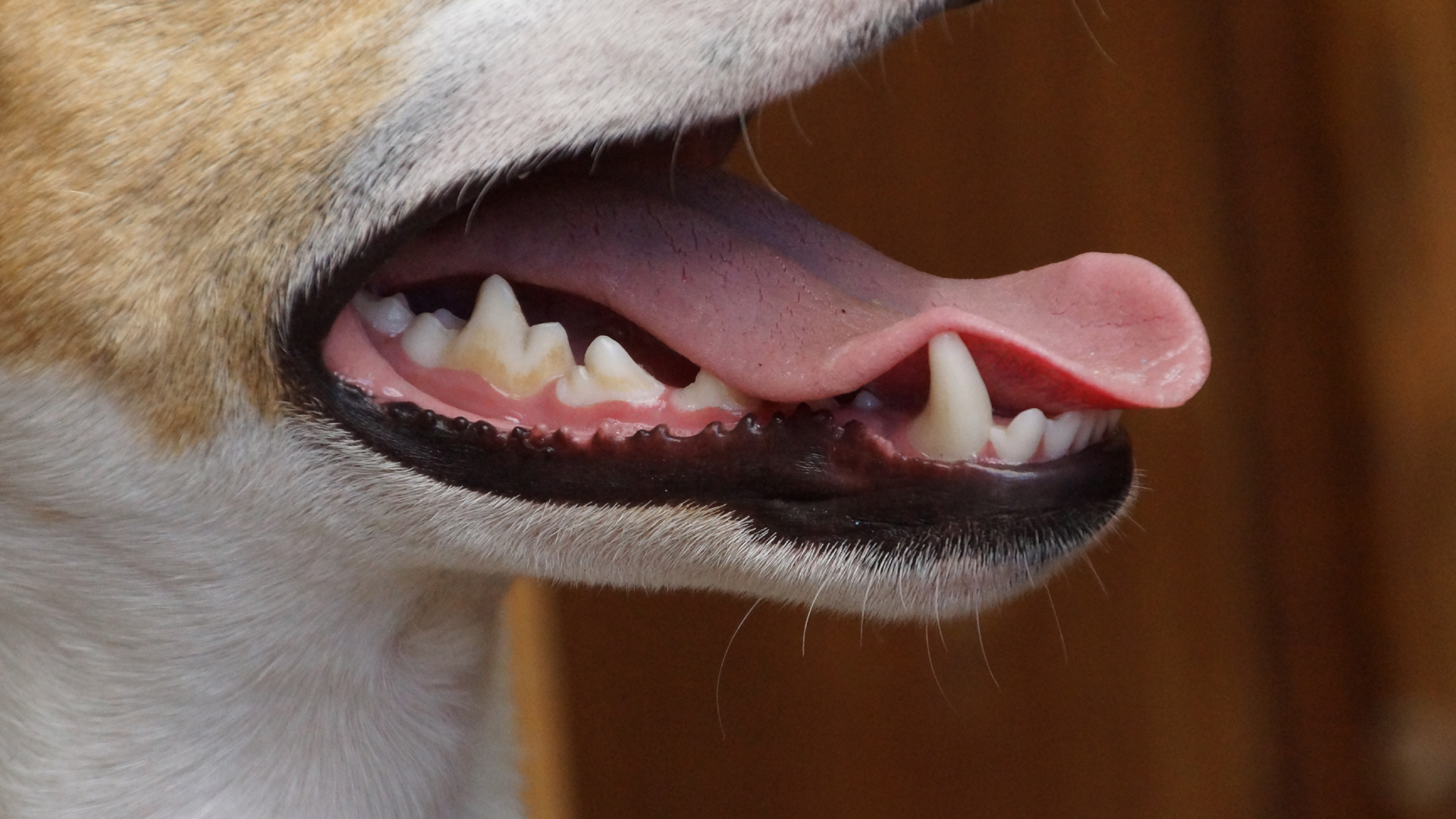 Zahnpflege Hund