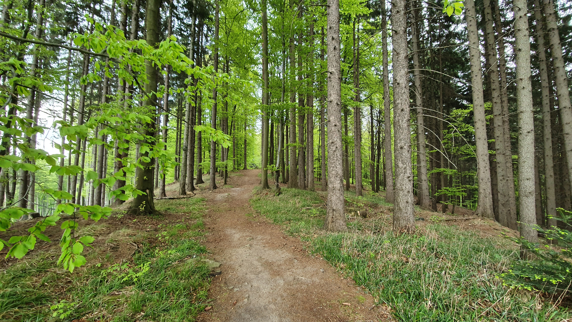 Europ�ische Union Waldstrategie